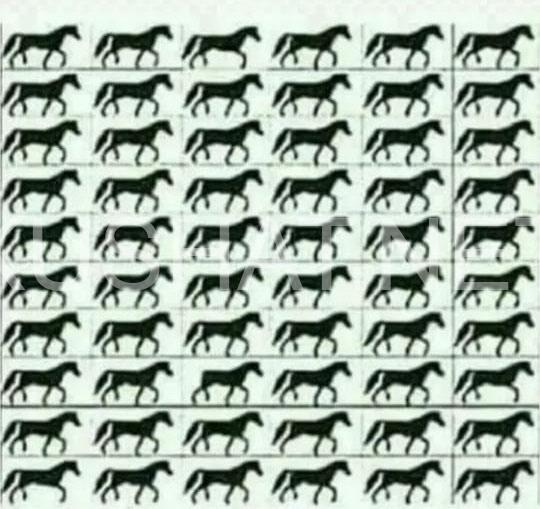 1_сколько лошадей с тремя ногами видите вы