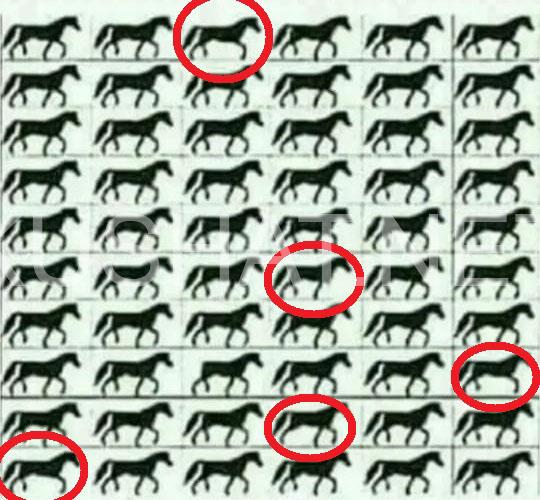 2_сколько лошадей с тремя ногами видите вы