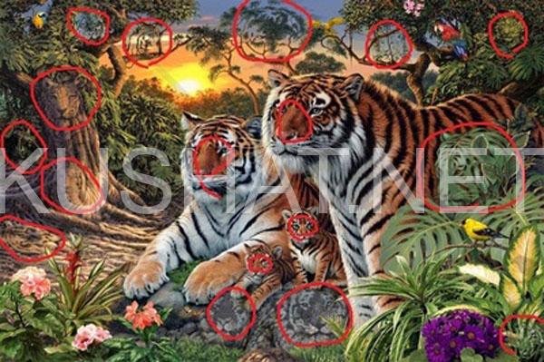 сколько тигров спряталось на картинке