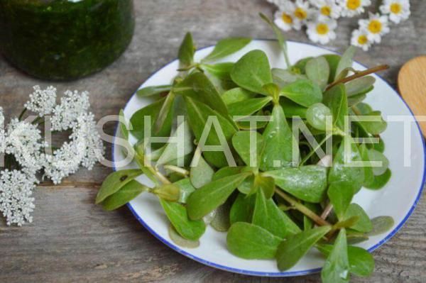 салат из портулака 1_салат из портулака